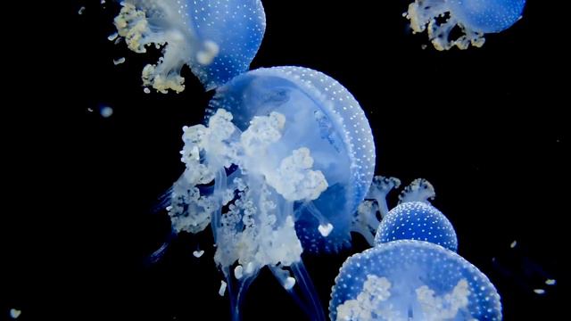 Автор и исполнитель: Евгений Ивантей - "Картина из чувства!" смотреть онлайн