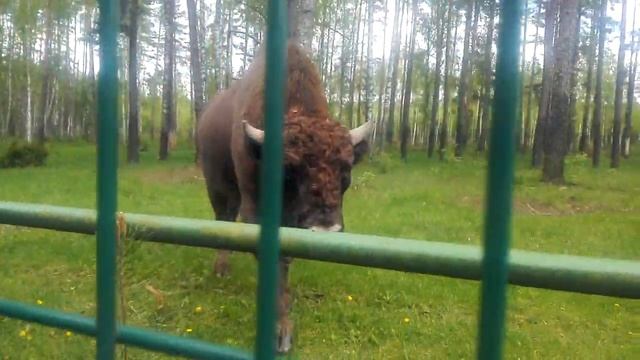 Зубр в березинском заповеднике смотреть онлайн