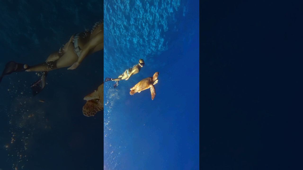 Ныряем с огромной черепахой! #фридайвинг #freediving #turtle смотреть онлайн