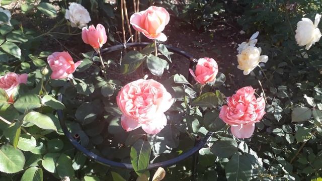 Цветет роза мадемуазель Мейян. смотреть онлайн