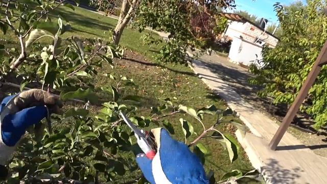 Коррекция кроны ЯБЛОНИ ОБРЕЗКОЙ смотреть онлайн