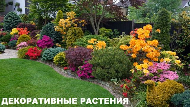 Тема 5. Дикорастущие деревья. Дикорастущие кустарники смотреть онлайн