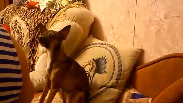 Тойчик Ричи поет смотреть онлайн