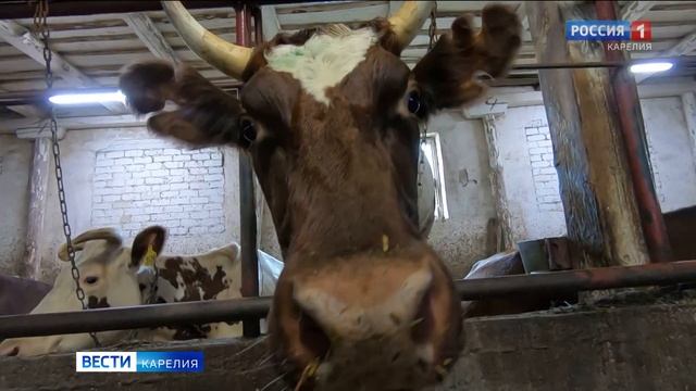 В совхозе «Толвуйский» увеличили надои молока смотреть онлайн