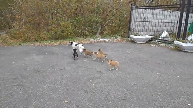 Щенячий выводок на грузовой смотреть онлайн