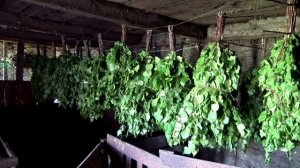 Как хранить березовые веники, Как сохранить березовый веник для бани, Как сушить Березовые веники