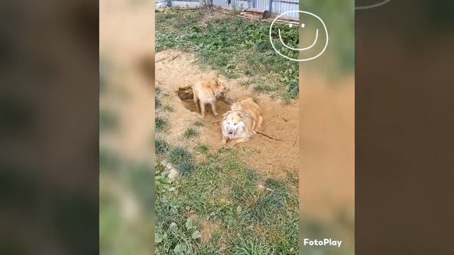 Мотя смотреть онлайн