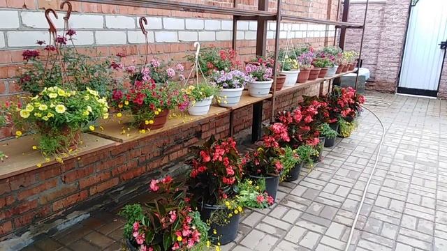 Моя прекрасная бегония Big Deluxxe Red!. смотреть онлайн