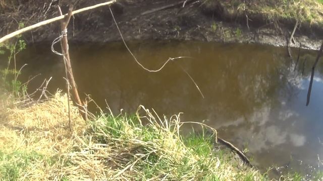 Нашли полный ручей сазана! Паук ходил ходуном от этих рыбин! смотреть онлайн