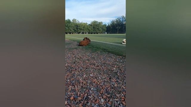 день 5. Подготовка к марафону 10 км. #забег РФ. Ростов-на-Дону смотреть онлайн