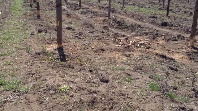 шпалеры для виноградника смотреть онлайн