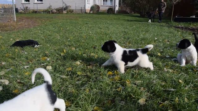 Alabai puppies 38 days old (Zhubar x Bonda) смотреть онлайн