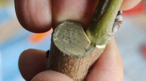 Прививка шелковицы двух разных сортов на одном корне // Grafting a tree