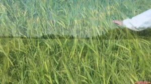 РУССКИЕ ПРОСТОРЫ