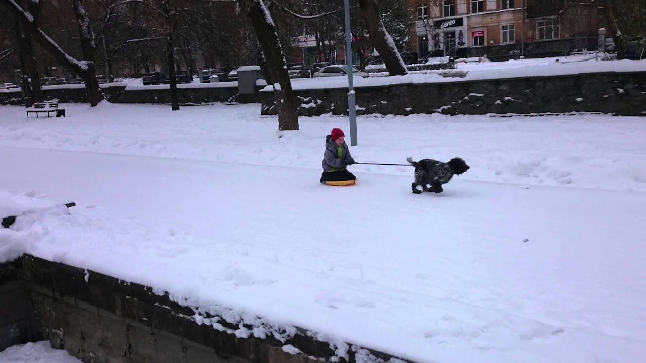 Собачья упряжка смотреть онлайн