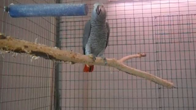 как рычит жако