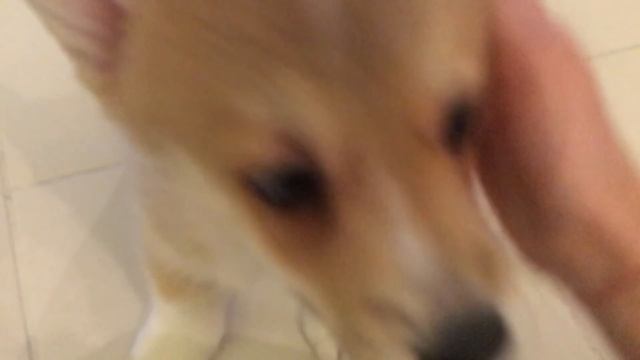 Как приучить щенка к ВОЛЬЕРУ? Наш опыт смотреть онлайн