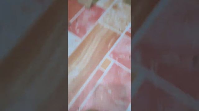 Scindapsus Snake Scale#pictus