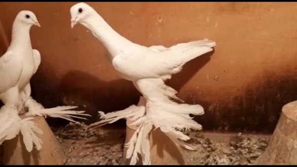 Голуби Ирана - Тебриз l Строенные на Высоких ногах l Iranian tabriz Pigeon