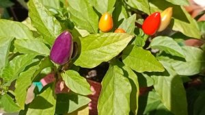 Кустарниковый острый перец Задира.