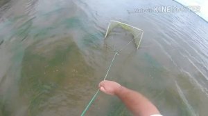 Ловля креветок большим сачком / Catching shrimp with a large net
