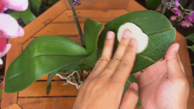 Just a spoonful and the orchid will continuously grow and bloom miraculously смотреть онлайн
