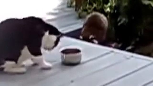 Енот-воришка, таскает еду у кота смотреть онлайн