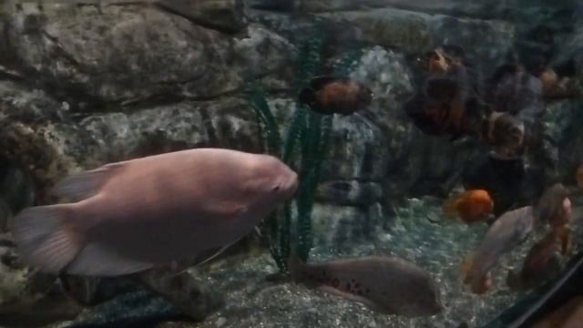 смотреть всем самый большой океанариум в москве Акула в сочи 4 смотреть онлайн