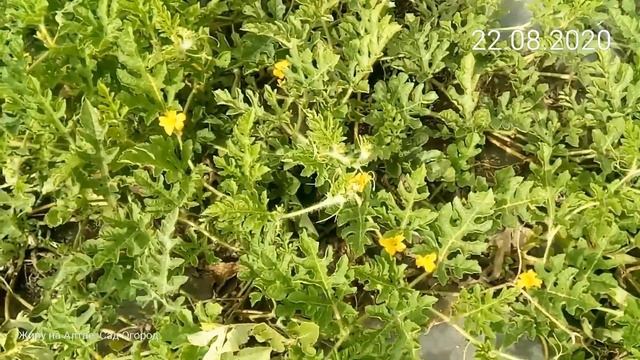 № 21.Обзор арбузов на плёнке. 22 августа. Немного о выращивании арбузов и дынь на плёнке. смотреть онлайн