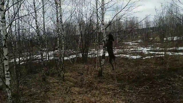 Дратхарр Идея работа с голосом по дикому коту смотреть онлайн