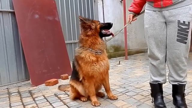 ЛЮБИМАЯ СОНЯ. Немецкая овчарка 1 год. Funny Shepherd Sonia Odessa. смотреть онлайн