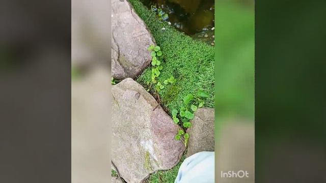 я показываю свой двор и во дворе есть пруд в котором живут смотреть онлайн