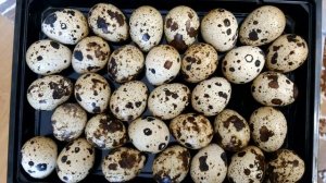 Инкубация перепелов без переворота. Часть 1 закладка яиц, режим инкубации