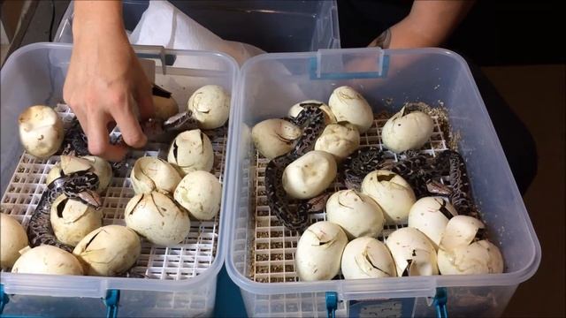 Whats cooler than 1 baby snake? How about 25! смотреть онлайн