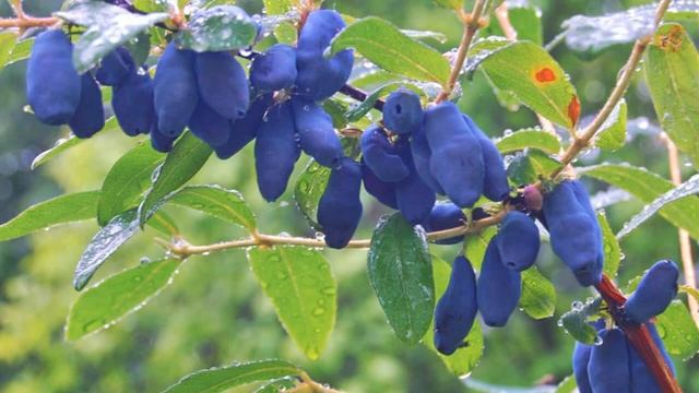 Ликбез про жимолость. (Июнь) (Садовод Андрей Туманов) смотреть онлайн