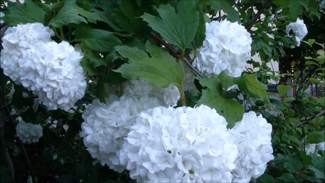 Калина Бульденеж купить. Цветение кустарника Бульденеж в мае 2020 смотреть онлайн