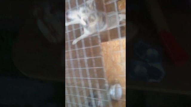 "Бравекта"! Обработка охотничьих собак от клещей! смотреть онлайн