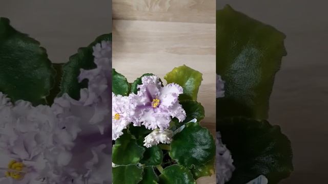 Цветущие фиалки с названиями сортов. смотреть онлайн