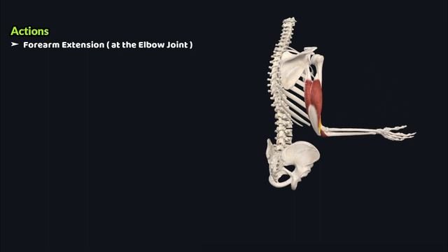 Triceps Brachii Muscle | Musculoskeletal Anatomy | Doctor Speaks смотреть онлайн