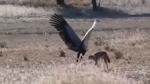 Giant Python Trying To Swallow Lion Cub - Lion Mother Painfully Tears Up Python Looking For Her Bab смотреть онлайн