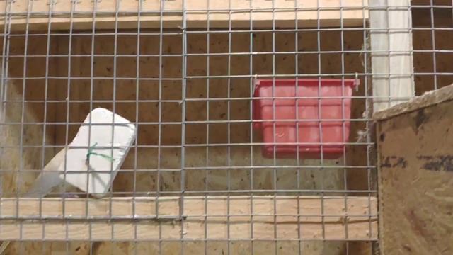 Разведение попугая корелла / Перевозка животных поездом смотреть онлайн