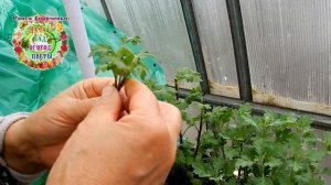 Как подготовить хризантему в черенкованию? Технология размножения хризантем черенками весной