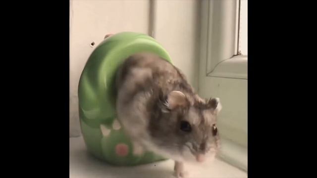 023 AWW Animals SOO Симпатичные Симпатичные детеныши животных Видео Подборка милых моментов животны смотреть онлайн