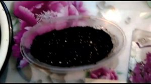 Вечерний цветок - Вечерница Матроны (ночная фиалка). Выращиваем рассаду..