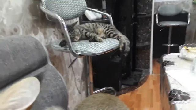 Камышовый  кот дома