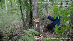 Валка дерева. Топор Лесник. Компания Русский булат