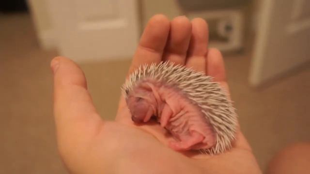 7-дней Ежику смотреть онлайн