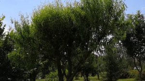 Стрижка Акации и других растений по зелёным побегам