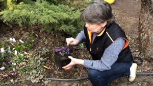 Печёночницы махровые | ярко розовые и синие