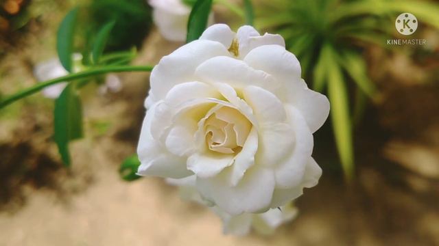 white climbing rose 🌹🌹 смотреть онлайн